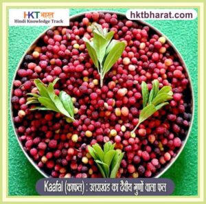 Kaafal (काफल)