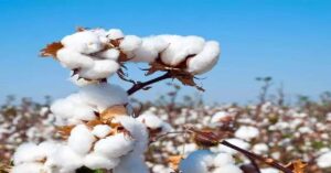 Cotton farming