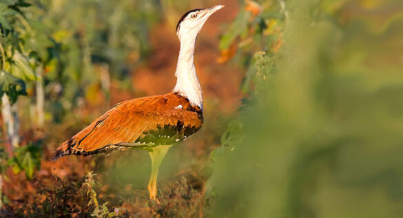 ग्रेट इंडियन बस्टर्ड / Great Indian Bustard