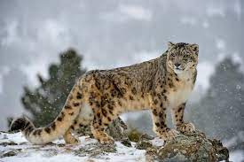 Snow Leopard ( हिम तेंदुआ )