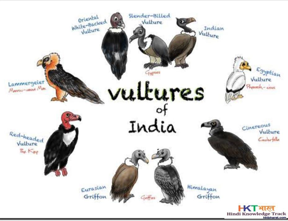 Vulture Conservation in Hini