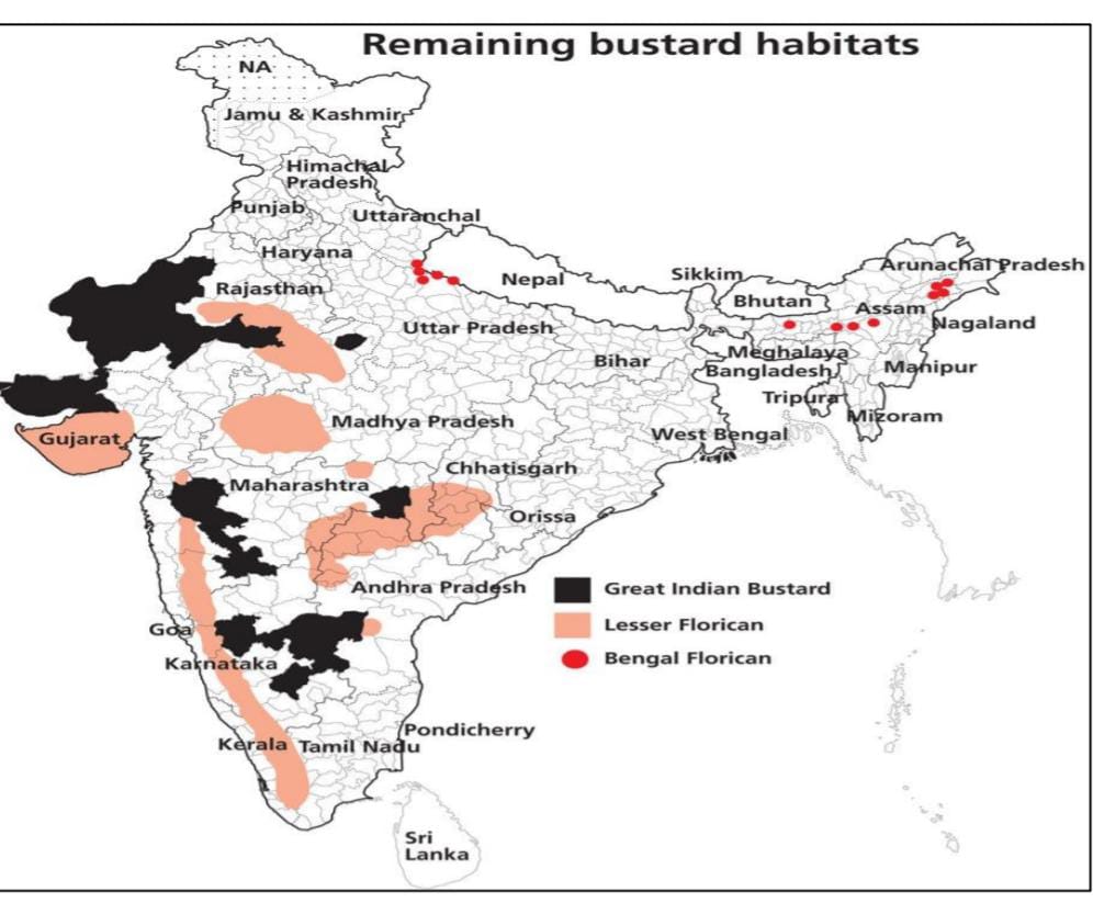 ग्रेट इंडियन बस्टर्ड / Great Indian Bustard