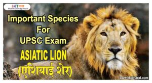 एशियाई शेर / Asiatic Lion