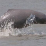 सिंधु नदी डॉल्फिन / Sindhu River Dolphin Upsc In Hindi