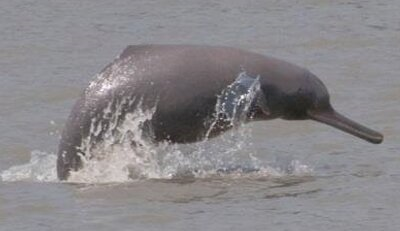 सिंधु नदी डॉल्फिन / Sindhu River Dolphin Upsc In Hindi