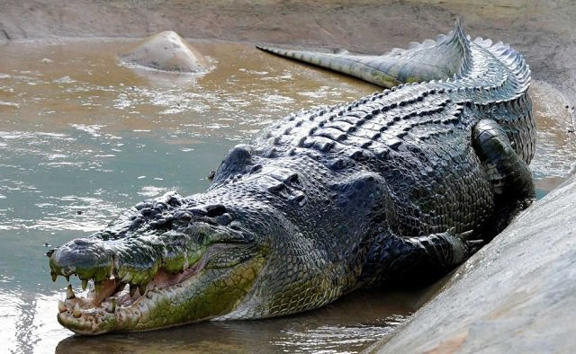 Crocodile UPSC in Hindi 