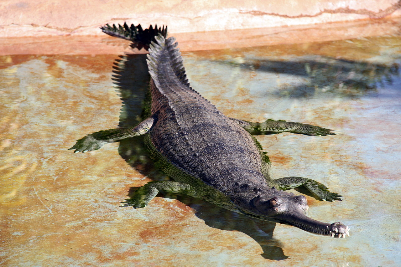 घड़ियाल / Gharial