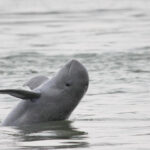 Irrawaddy Dolphin UPSC In Hindi