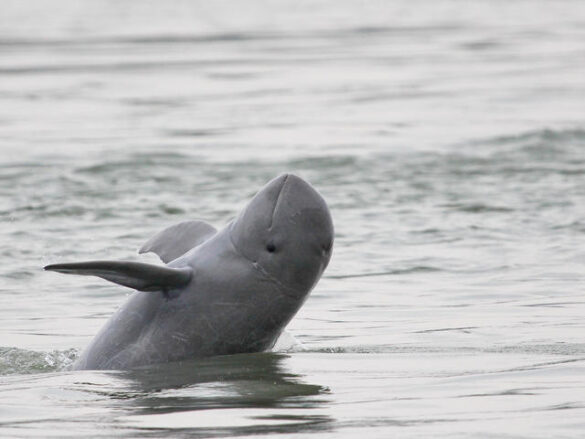 Irrawaddy Dolphin UPSC In Hindi