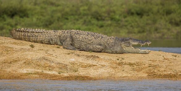 Crocodile UPSC in Hindi