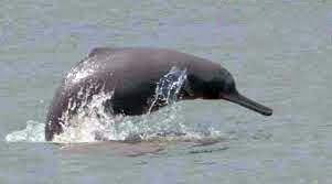 Ganga River Dolphin Upsc In Hindi